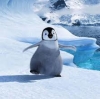Pingvinek élete és a globális felmelegedés hatása
